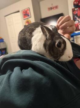 Dutch Rabbits Available for Adoption - Ashton | PetCurious