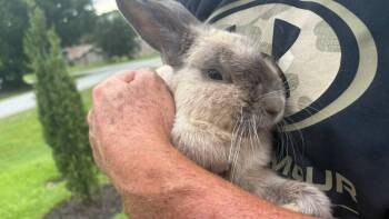 Peep -  Cinnamon and American Sable Rabbit for Adoption in Melbourne, Florida - Peep | PetCurious