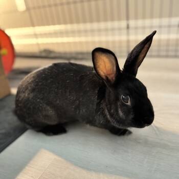 Rescue Silver Fox Rabbits for Adoption in Houston, Texas - Olive | PetCurious