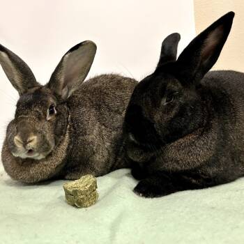 Rescue Flemish Giant Rabbits for Adoption in Portland, Oregon - Benedict Cumberbun (bonded To Mimosa) | PetCurious