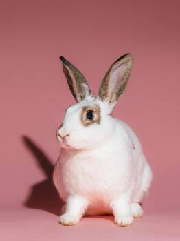 Rescue English Spot Rabbits for Adoption in Columbia, Maryland - Daffodil | PetCurious