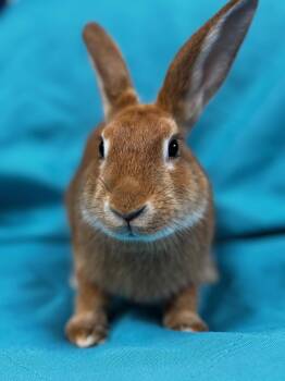Rescue American Rabbits for Adoption in Westerville, Ohio - Zelle | PetCurious
