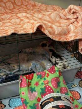 Ember -  English Spot Rabbit for Adoption in Santa Cruz, California - Ember | PetCurious