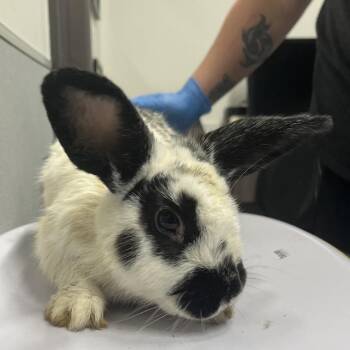 Ocean -  American Rabbit for Adoption in Tampa, Florida - Ocean | PetCurious