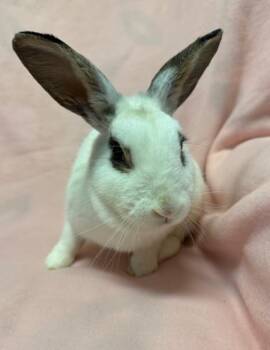 Augusta -  Bunny Rabbit Rabbit for Adoption in Westerville, Ohio - Augusta | PetCurious
