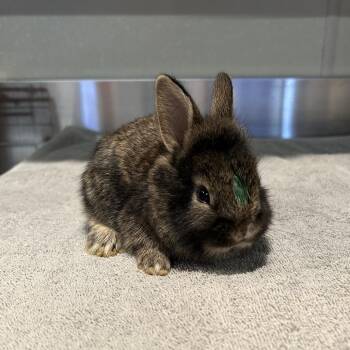 IVHS-Stray-138370 -  Lionhead Rabbit for Adoption in San Gabriel, California - IVHS-Stray-138370 | PetCurious
