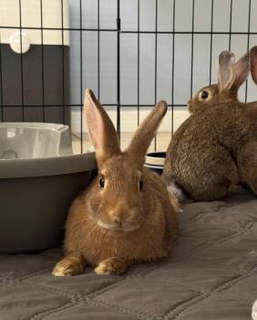 American and Silver Marten Rabbits Available for Adoption in Melbourne, Florida - Binky, Boba, Java, & Nugget | PetCurious