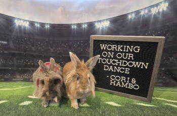 Rescue Lionhead Rabbits for Adoption in Columbus, Ohio - Cori | PetCurious