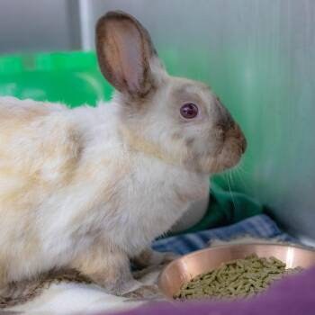 Warden Walker -  American Sable Rabbit for Adoption in San Diego, California - Warden Walker | PetCurious