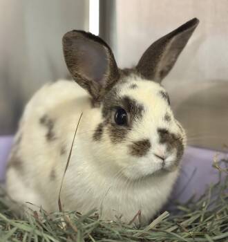 American Rabbits Available for Adoption in Oakland, California - Kermit | PetCurious