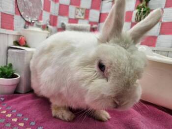 Rescue Netherland Dwarf Rabbits for Adoption in Portland, Oregon - Toto | PetCurious