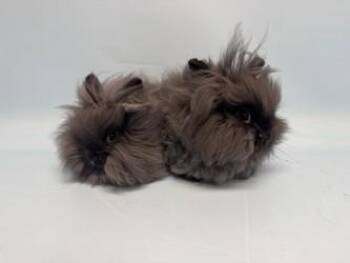 Randy -  Lionhead Rabbit for Adoption in Golden Valley, Minnesota - Randy | PetCurious