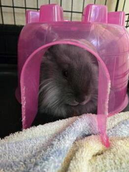 Rescue Lionhead Rabbits for Adoption in Roseville, California - Hollyhock | PetCurious