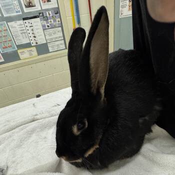 Latte -  Silver Marten Rabbit for Adoption in Murray, Utah - Latte | PetCurious