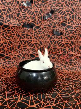 Lilah -  Dwarf Rabbit for Adoption in Jefferson, Louisiana - Lilah | PetCurious