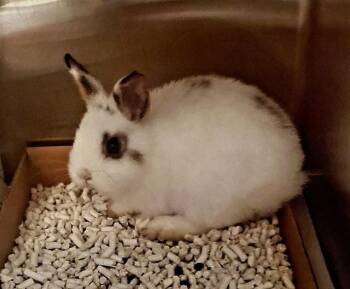 CHIVO -  Netherland Dwarf Rabbit for Adoption in St. Louis, Missouri - CHIVO | PetCurious
