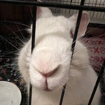 Rescue New Zealand Rabbits for Adoption in Huntsville, Alabama - Mochi | PetCurious