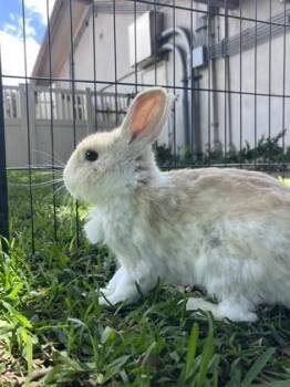American Rabbits Available for Adoption - Lentil | PetCurious