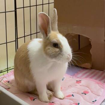 Lil Bits -  Dutch and Bunny Rabbit Rabbit for Adoption in Providence, Rhode Island - Lil Bits | PetCurious