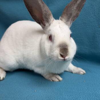 Herbie -  Californian Rabbit for Adoption in Edinburg, Pennsylvania - Herbie | PetCurious