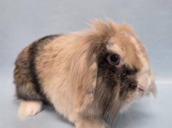 Dasher -  Holland Lop and Lionhead Rabbit for Adoption in Woodbury, Minnesota - Dasher | PetCurious
