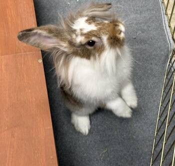 Lionhead Rabbits Available for Adoption in Teterboro, New Jersey - Rumi | PetCurious