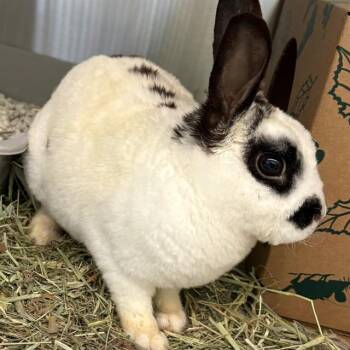 Mini Rex Rabbits Available for Adoption in St. Louis, Missouri - TRIX | PetCurious