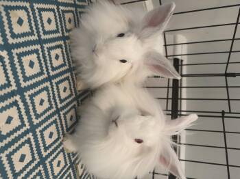 Rescue Lionhead Rabbits for Adoption in Medfield, Massachusetts - Rosie And Chloe | PetCurious