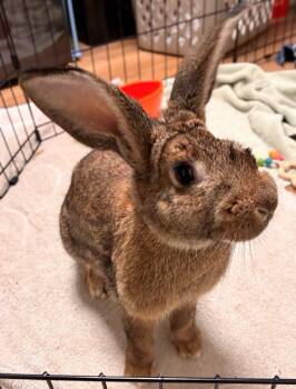 Hop Eye -  American Rabbit for Adoption in Newland, North Carolina - Hop Eye | PetCurious