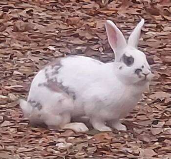 Rescue Bunny Rabbit Rabbits for Adoption in Oak Ridge North, Texas - Jessica Rabbit | PetCurious