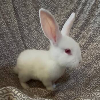 Petunia -  Bunny Rabbit Rabbit for Adoption in Gansevoort, New York - Petunia | PetCurious