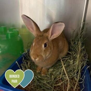 Havana Rabbits Available for Adoption in Sacramento, California - Clover | PetCurious