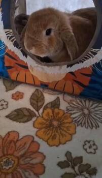 Butterscotch -  Lop Eared Rabbit for Adoption in Dallas, Pennsylvania - Butterscotch | PetCurious