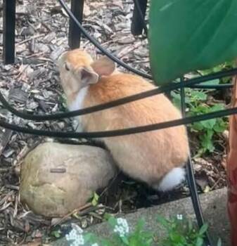 Popi -  Dutch Rabbit for Adoption in Washington Mills, New York - Popi | PetCurious