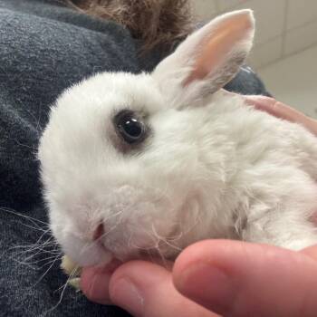 Root Beer Barrel -  Hotot and Mini Rex Rabbit for Adoption in York, Pennsylvania - Root Beer Barrel | PetCurious