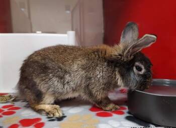 Lionhead and Mixed Breed Rabbits Available for Adoption in Vancouver, Washington - Pecan | PetCurious