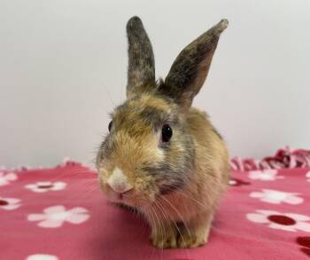 Boba -  Harlequin Rabbit for Adoption in Westford, Massachusetts - Boba | PetCurious