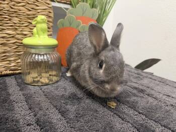 Fiesta -  Netherland Dwarf Rabbit for Adoption in San Tan Valley, Arizona - Fiesta | PetCurious