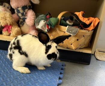 Rescue American Rabbits for Adoption in Stratham, New Hampshire - Bandit (companion To Bingo) | PetCurious