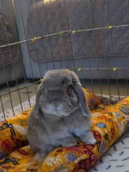 Taco -  Lop Eared Rabbit Available for Adoption in Montclair, California - Taco | PetCurious