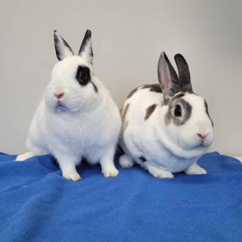 Bunny Rabbit Rabbits Available for Adoption - Tulip & Trillium | PetCurious