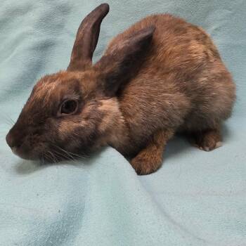 Brienne -  Harlequin and Netherland Dwarf Rabbit for Adoption in Hampton Bays, New York - Brienne | PetCurious