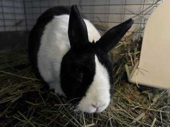 Rescue Dutch Rabbits for Adoption in Gig Harbor, Washington - Panda & Snow Blast | PetCurious
