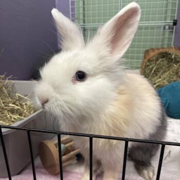 Lucky -  Lionhead and Harlequin Rabbit for Adoption in Providence, Rhode Island - Lucky | PetCurious