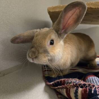 Rescue Lionhead Rabbits for Adoption in Pittsburgh, Pennsylvania - Bon Bon | PetCurious