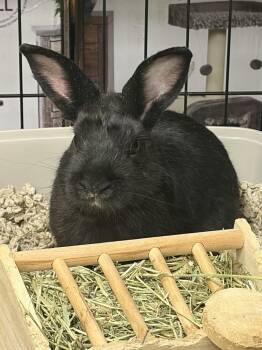 Stormy -  Dwarf Rabbit for Adoption in Tampa, Florida - Stormy | PetCurious