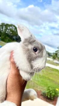 Storm & Marshmallow Fluff -  Dutch and Bunny Rabbit Rabbit for Adoption in Melbourne, Florida - Storm & Marshmallow Fluff | PetCurious