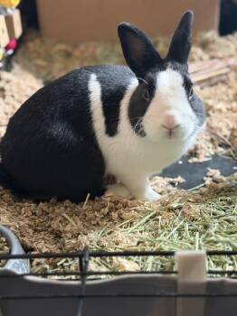 Bunny Rabbit Rabbits Available for Adoption in Charlotte, North Carolina - DEANGELER | PetCurious