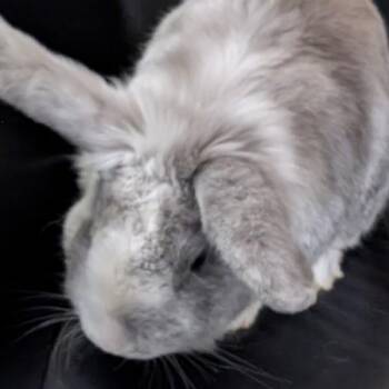Smoke -  Lionhead Rabbit for Adoption in Des Moines, Iowa - Smoke | PetCurious