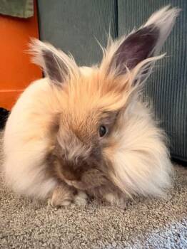 Angora Rabbit Rabbits Available for Adoption in Saint Charles, Missouri - Mufasa  | PetCurious